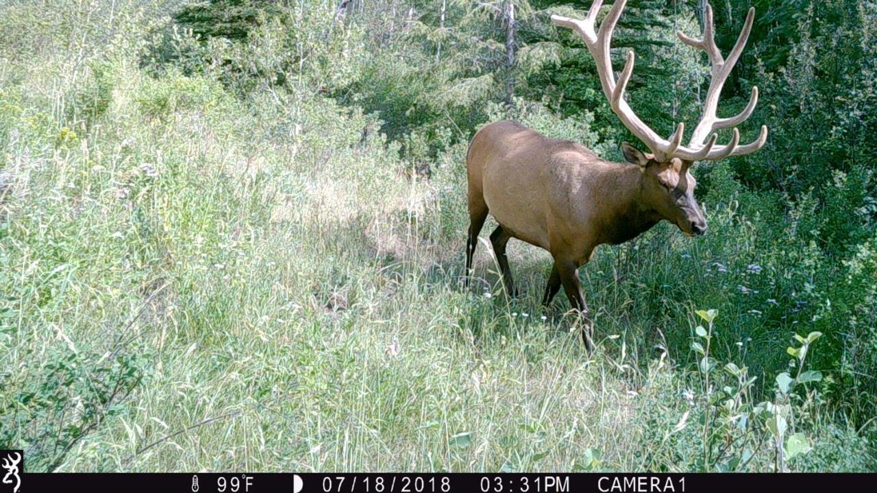 Antlers Lodge Cooke City Eksteriør billede